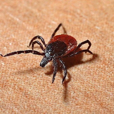 After Being Misdiagnosed for One Year, it Took Six Years to Recover From Lyme Disease
